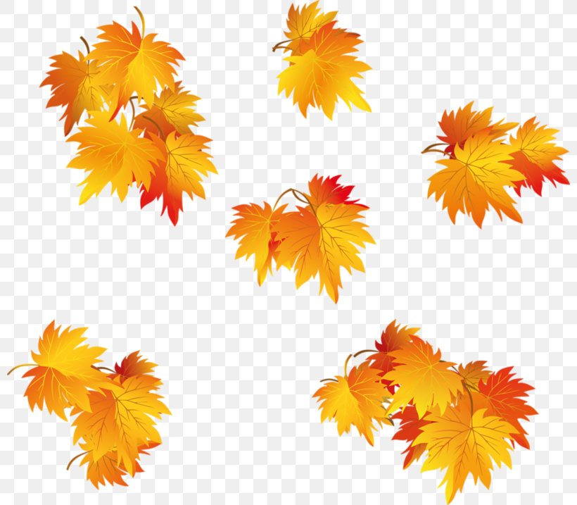 Leaf Autumn Clip Art, PNG, 800x717px, Leaf, Autumn, Autumn Leaf Color, Drawing, Flower Download Free