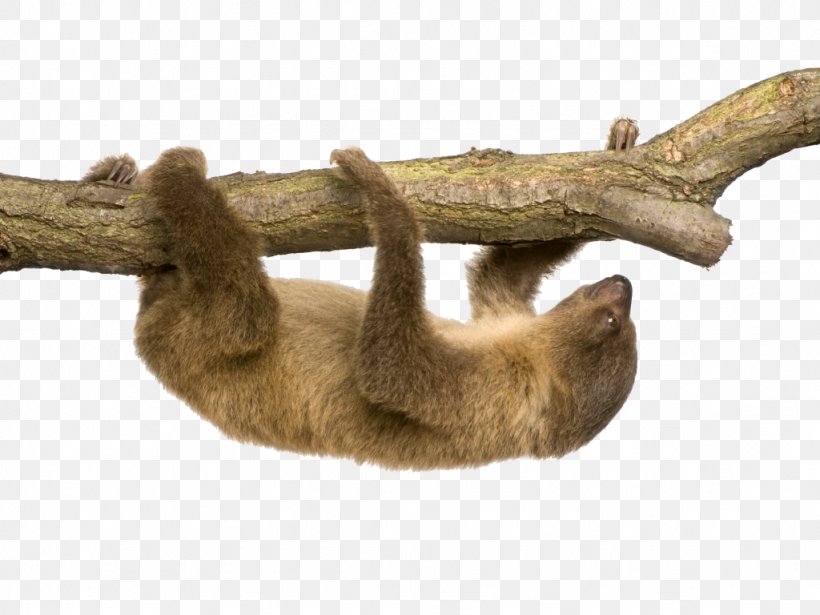 Linnaeus's Two-toed Sloth Hoffmann's Two-toed Sloth Stock Photography Three-toed Sloth, PNG, 1024x768px, Sloth, Branch, Carnivoran, Fauna, Fur Download Free