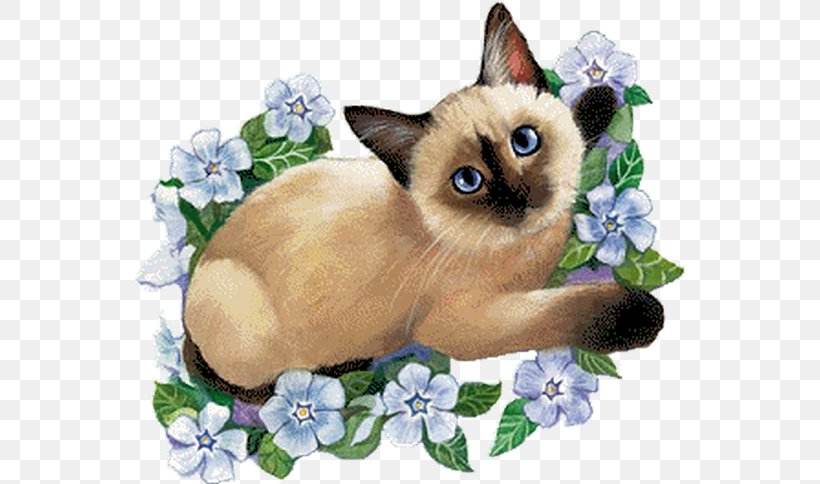 Siamese Cat Kitten Birthday Birman Oriental Shorthair, PNG, 550x484px, Siamese Cat, Birman, Birthday, Burmese, Carnivoran Download Free