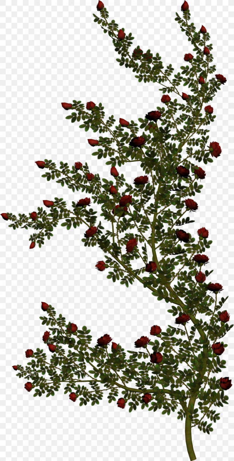Stock Photography Rose Vine Green Royalty-free, PNG, 1185x2332px, Stock Photography, Aquifoliaceae, Aquifoliales, Branch, Christmas Decoration Download Free