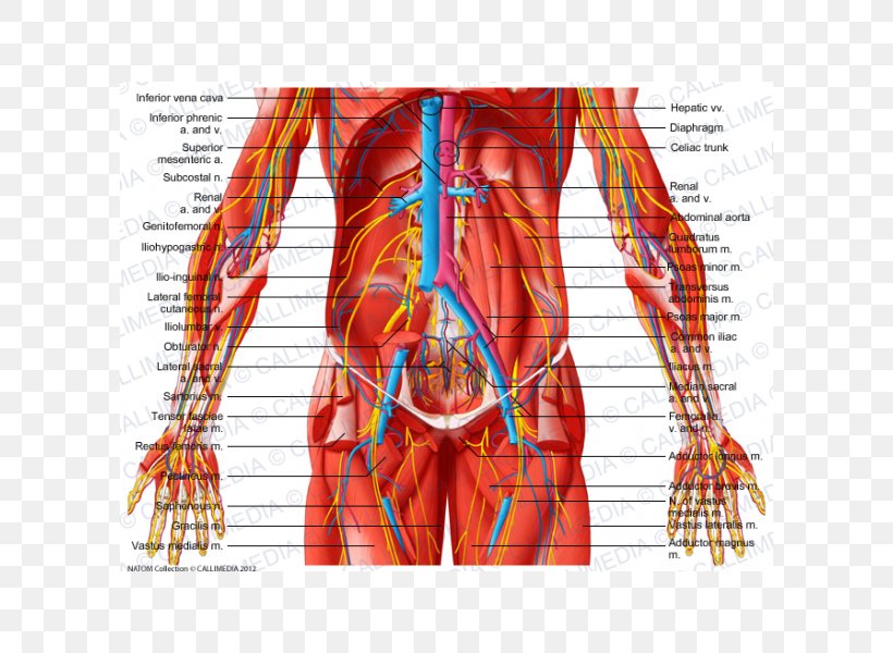 Abdomen Subcostalis Muscle Pelvis Human Body, PNG, 600x600px, Watercolor, Cartoon, Flower, Frame, Heart Download Free