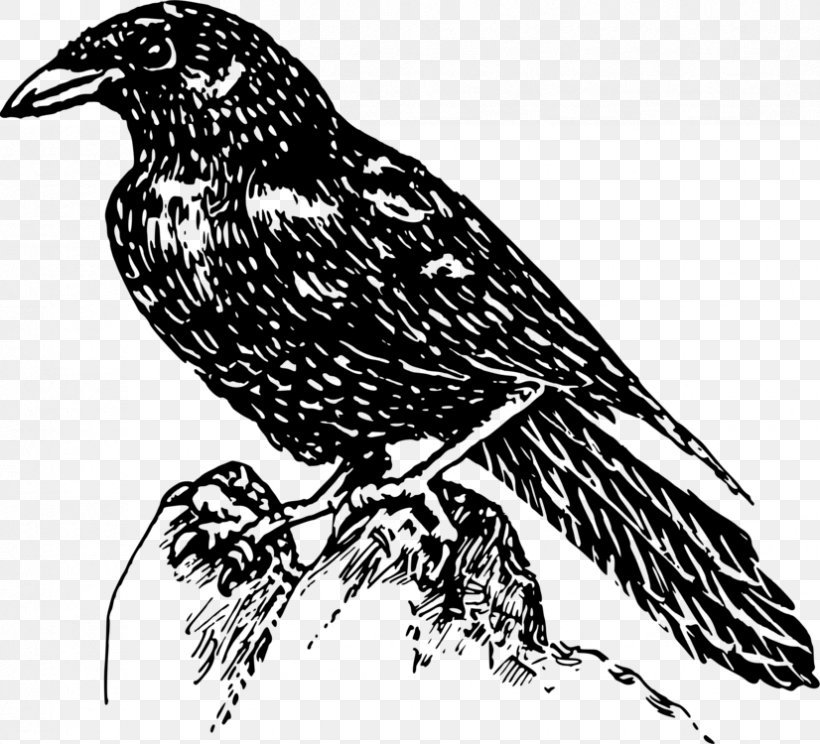 American Crow Bird Clip Art Drawing Beak, PNG, 826x750px, American Crow, Art, Beak, Bird, Bobolink Download Free
