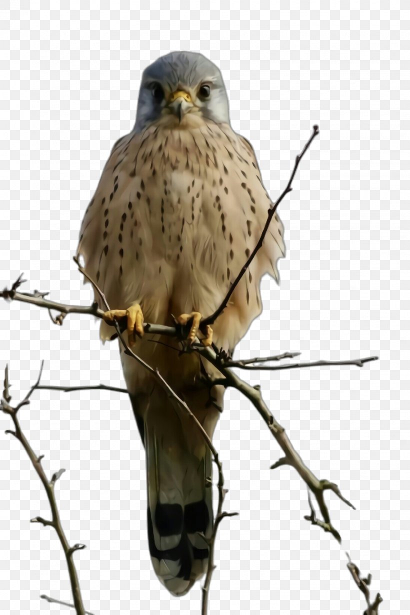 Bird Bird Of Prey Beak Kite Falcon, PNG, 1632x2448px, Bird, Accipitridae, Beak, Bird Of Prey, Coopers Hawk Download Free