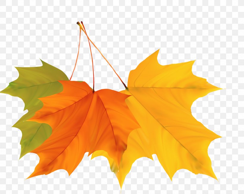 Maple Leaf Autumn, PNG, 1665x1327px, 2d Computer Graphics, Maple Leaf, Animation, Auglis, Autumn Download Free