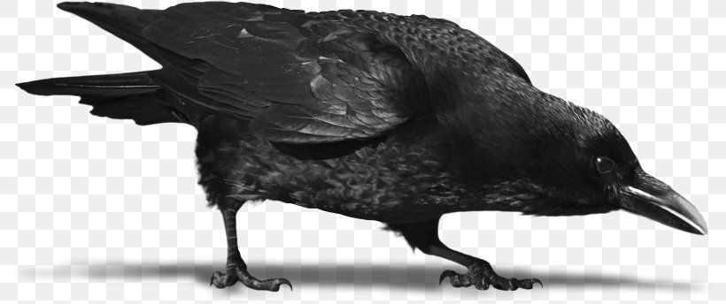 Crow Image Common Raven Clip Art, PNG, 798x344px, Crow, American Crow, Beak, Bird, Black Download Free