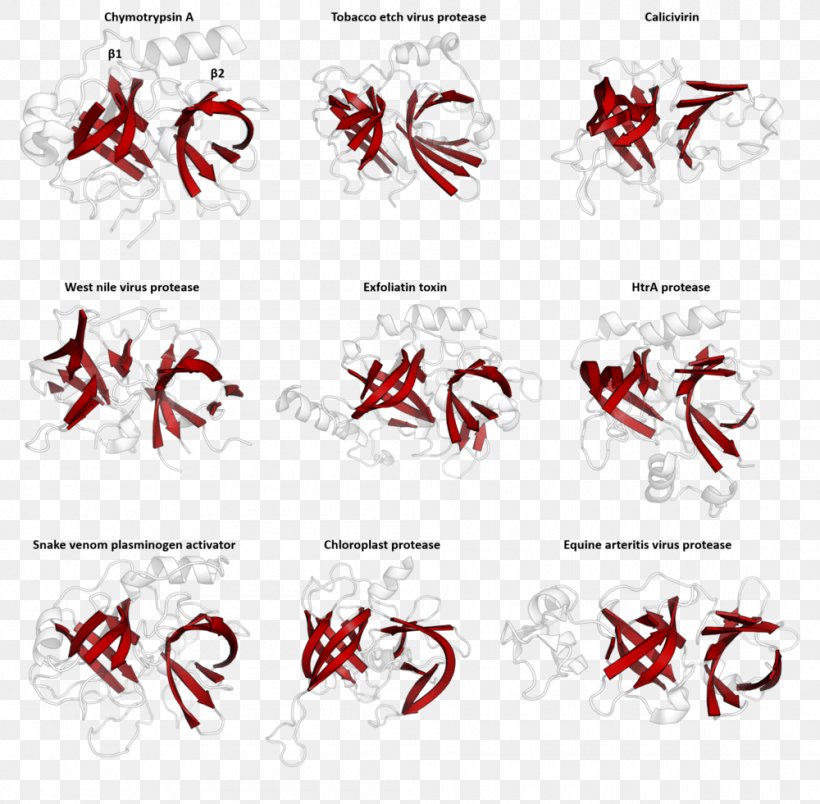 Protein Superfamily PA Clan Homology Protein Family, PNG, 1000x981px, Protein Superfamily, Area, Beta Barrel, Biology, Black And White Download Free