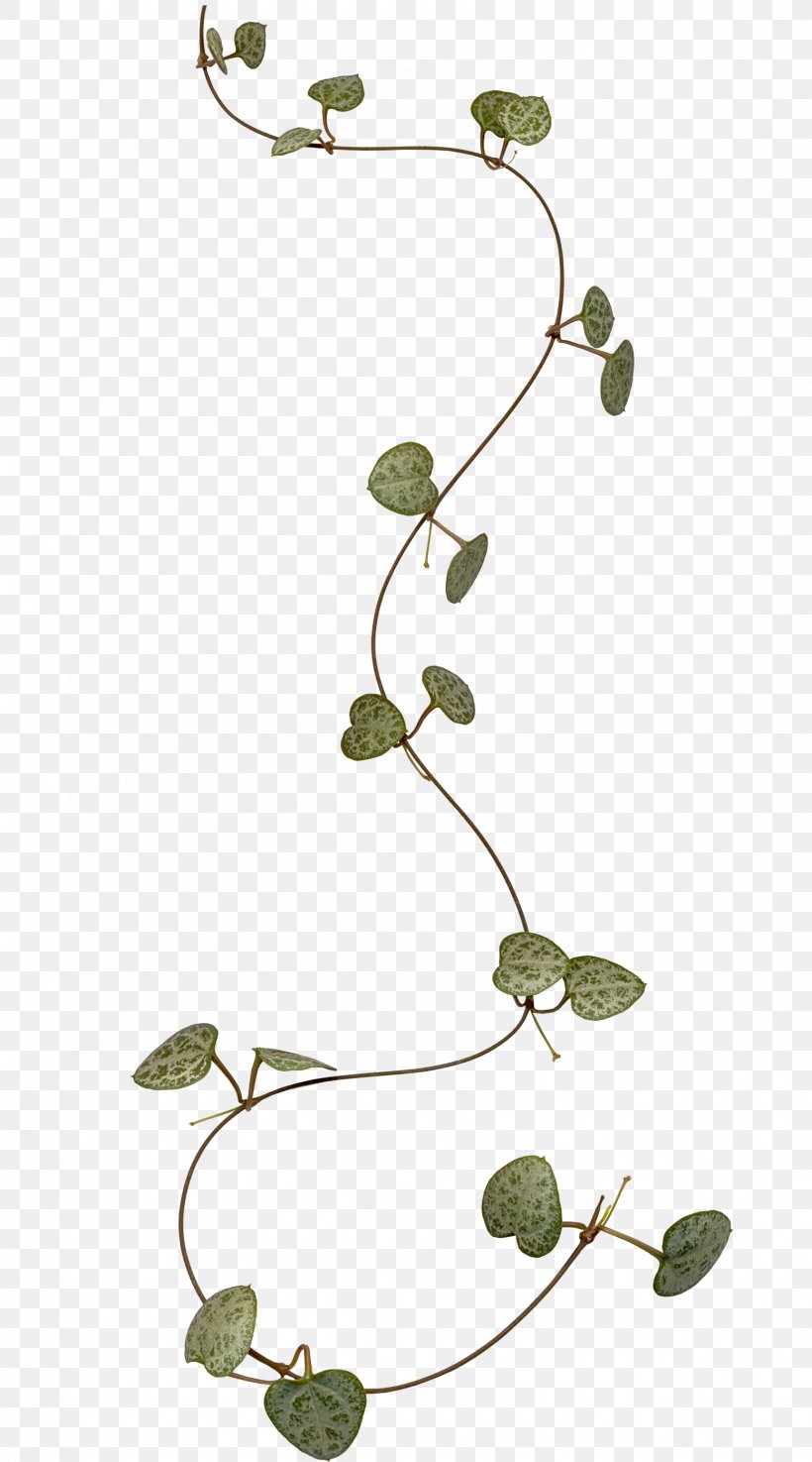 Branch Leaf Liana Clip Art, PNG, 1556x2800px, Branch, Bindweed, Flora, Flower, Flowering Plant Download Free