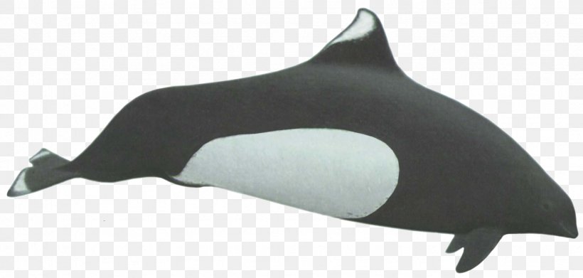 Dall's Porpoise Tucuxi Dolphin Cetacea, PNG, 1741x832px, Porpoise, Animal, Baiji, Cetacea, Dolphin Download Free