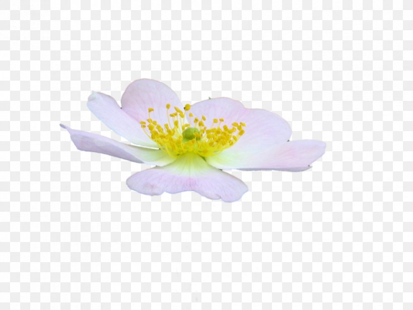 Flower Petal DeviantArt, PNG, 1032x774px, Flower, Blossom, Deviantart, Floristry, Flower Delivery Download Free