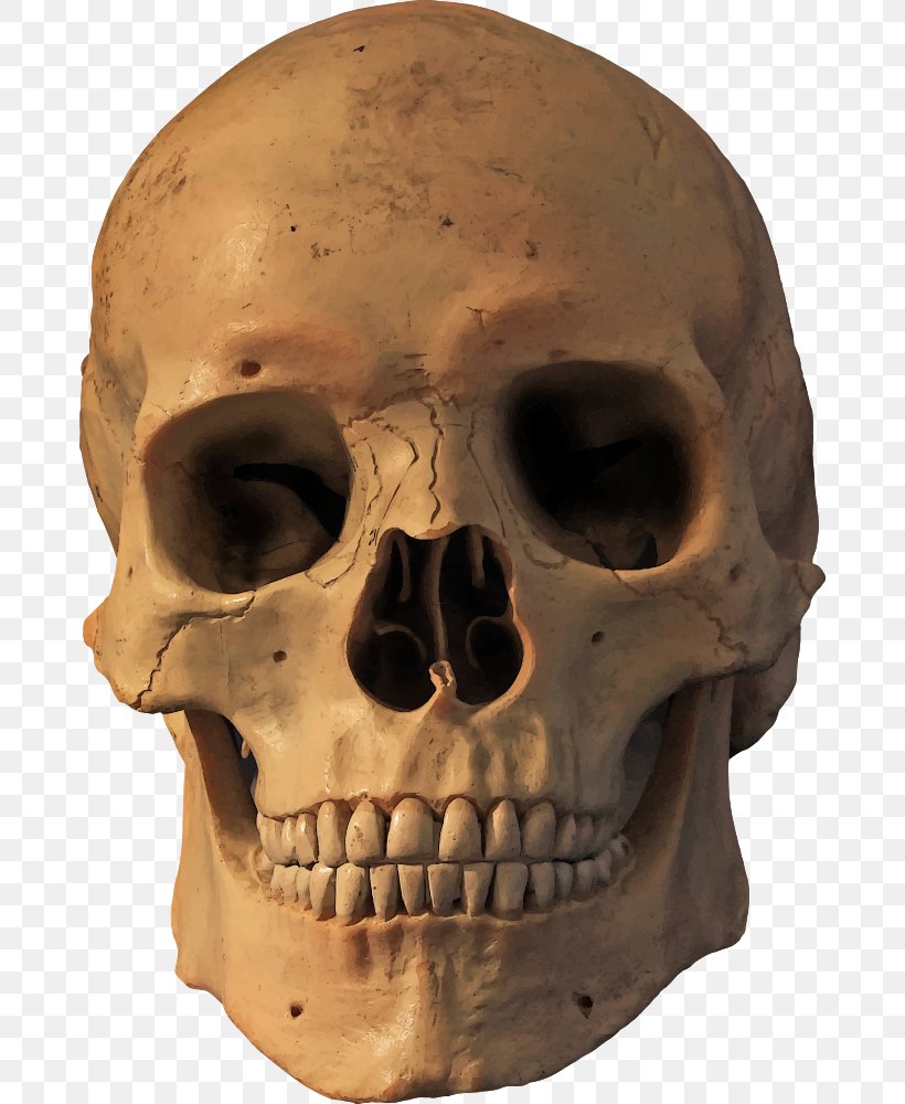 Human Skull Symbolism Human Skeleton, PNG, 676x1000px, Skull, Bone, Death, Head, Homo Sapiens Download Free