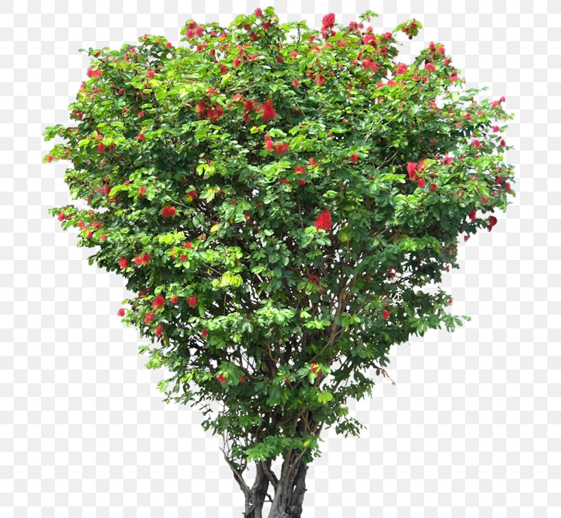 Tree Flower Shrub Clip Art, PNG, 700x757px, Tree, Architectural Rendering, Branch, Calliandra, Evergreen Download Free
