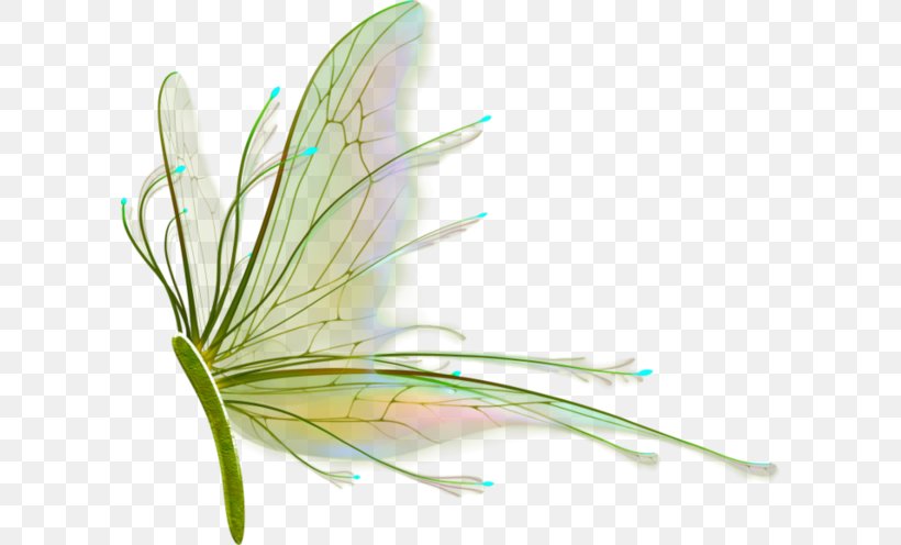 Insect Wing Feather Drawing, PNG, 600x496px, Insect, Aile, Animaatio, Animal, Butterflies And Moths Download Free