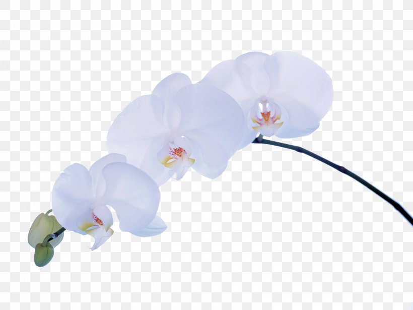 Moth Orchids Desktop Wallpaper Flower, PNG, 1600x1200px, Moth Orchids, Cut Flowers, Desktop Environment, Floristry, Flower Download Free