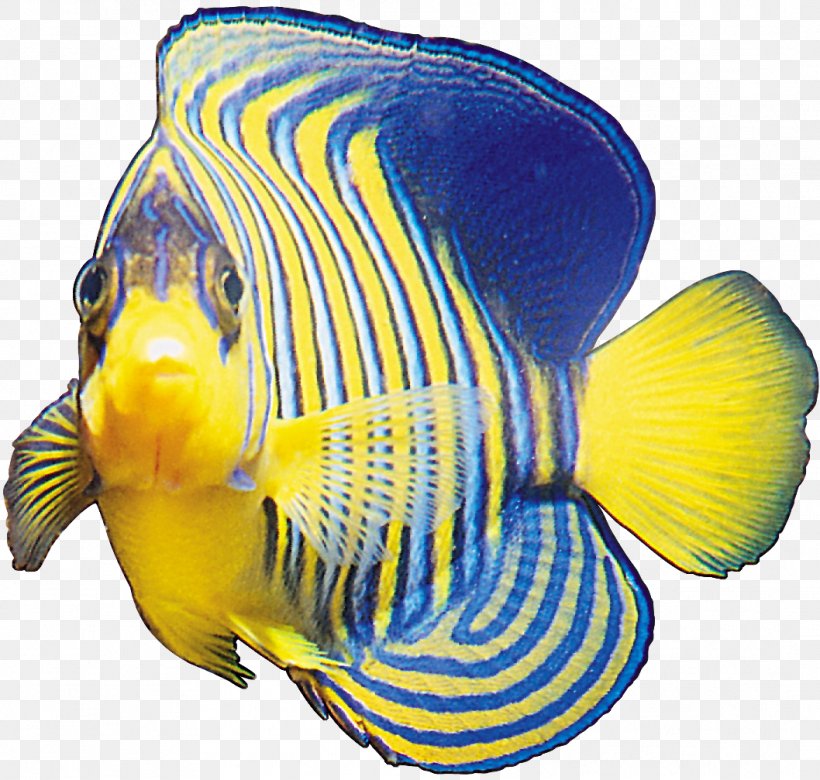 Ornamental Fish, PNG, 1058x1007px, Fish, Blue, Cobalt Blue, Color, Coral Reef Fish Download Free