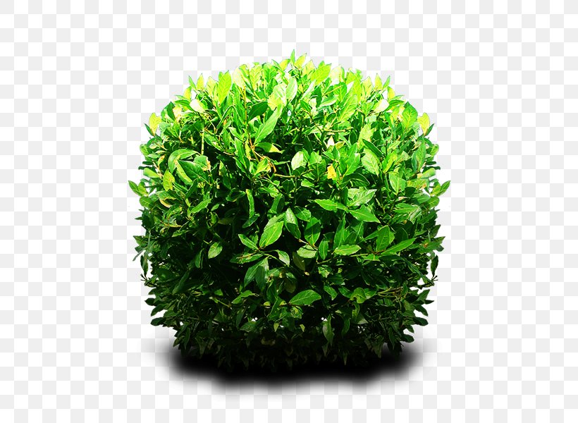 Shrub Tree, PNG, 600x600px, Shrub, Art, Evergreen, Flowerpot, Grass Download Free