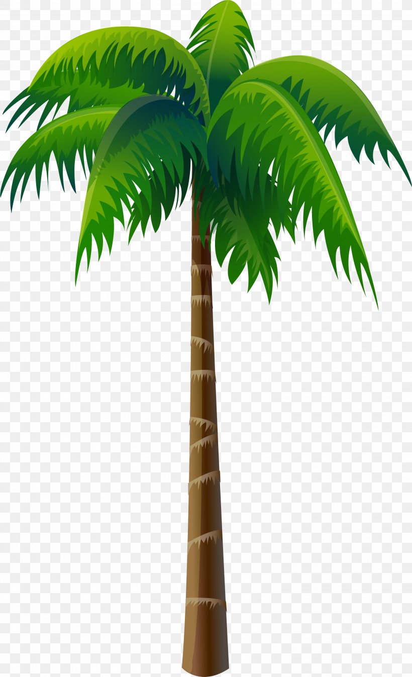 Arecaceae Coconut Tree, PNG, 3004x4936px, Arecaceae, Arecales, Asian Palmyra Palm, Borassus Flabellifer, Coconut Download Free