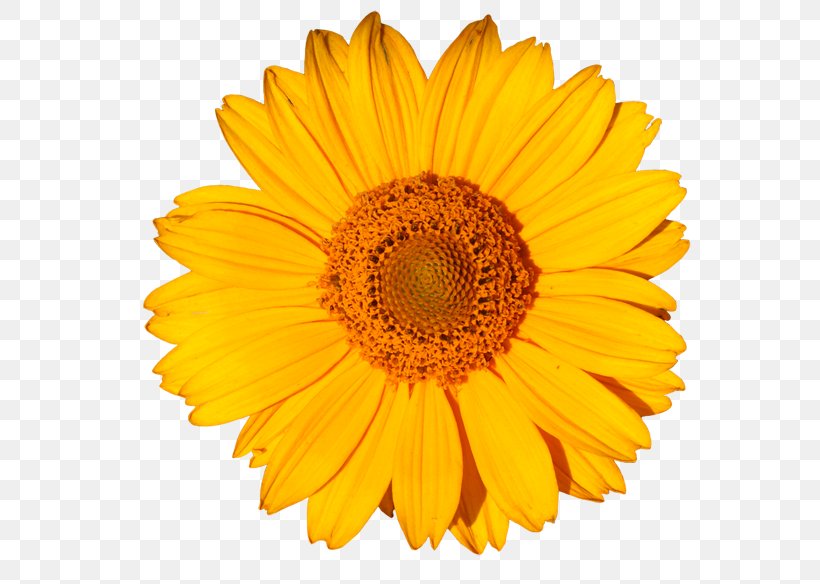 Transvaal Daisy Flower Yellow Clip Art Floral Design, PNG, 600x584px, Transvaal Daisy, Annual Plant, Calendula, Chrysanths, Common Daisy Download Free