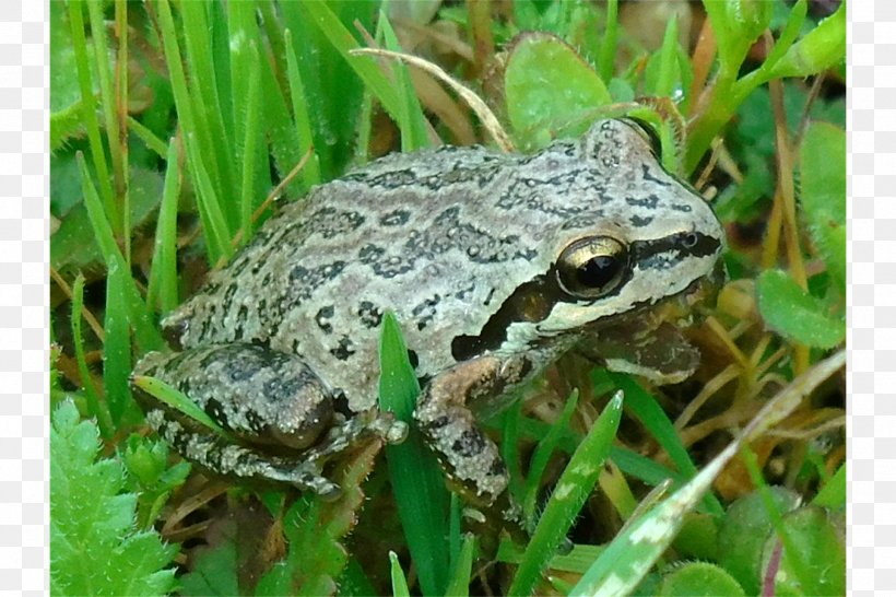 American Bullfrog True Frog Toad Terrestrial Animal, PNG, 1800x1200px, American Bullfrog, Amphibian, Animal, Bullfrog, Fauna Download Free