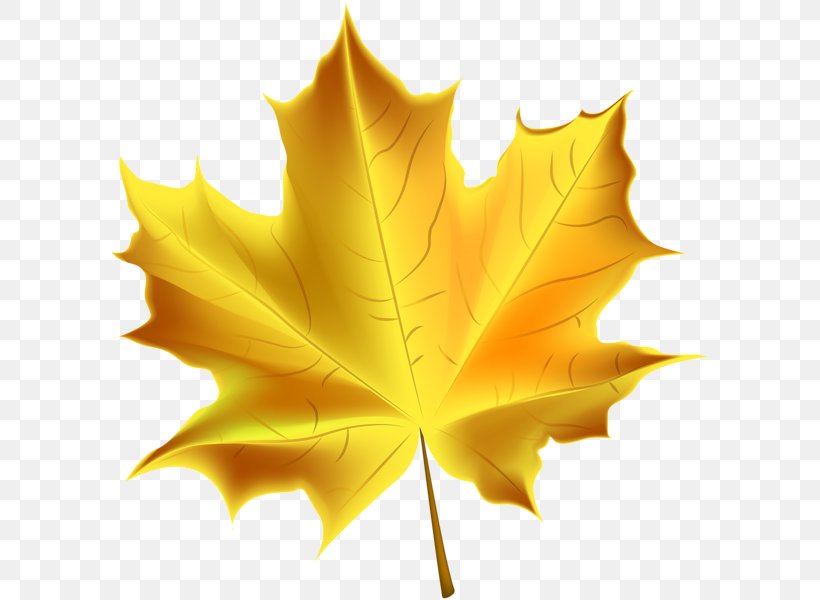 Autumn Leaf Color Clip Art, PNG, 599x600px, Autumn, Art, Autumn Leaf Color, Color, Leaf Download Free