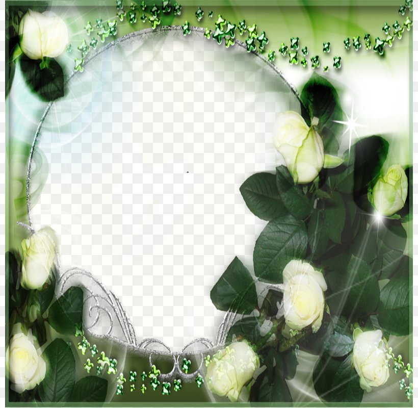 Beach Rose Green Floral Design White, PNG, 800x800px, Beach Rose, Designer, Flora, Floral Design, Floristry Download Free