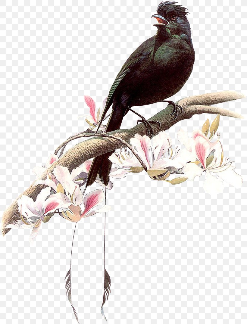 Bird Painting Artist Drawing, PNG, 818x1076px, 4k Resolution, Bird, Art, Artist, Beak Download Free