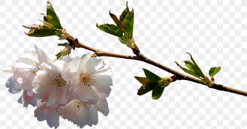 Cherry Blossom Flower, PNG, 860x450px, Blossom, Branch, Bud, Cherry, Cherry Blossom Download Free