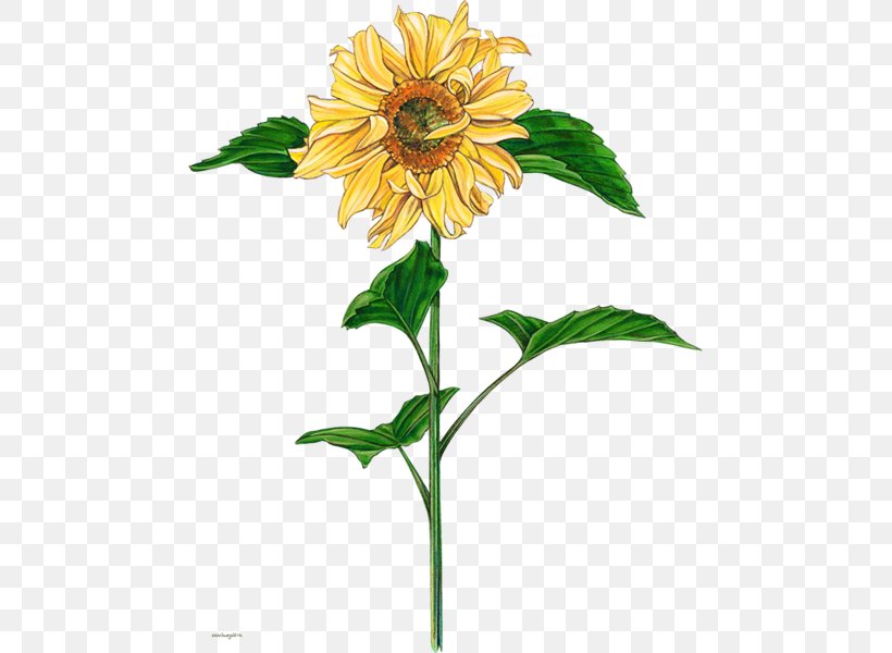 Common Sunflower Watercolor Painting, PNG, 473x600px, Common Sunflower, Annual Plant, Art, Cut Flowers, Daisy Family Download Free