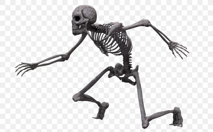 Human Skeleton Bone Homo Sapiens Skull, PNG, 1024x639px, Skeleton, Black And White, Bone, Deviantart, Drawing Download Free