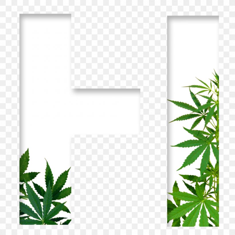 Medical Cannabis Cannabis Sativa Dispensary, PNG, 1000x1000px, Cannabis, Cannabidiol, Cannabis Ruderalis, Cannabis Sativa, Cannabis Shop Download Free