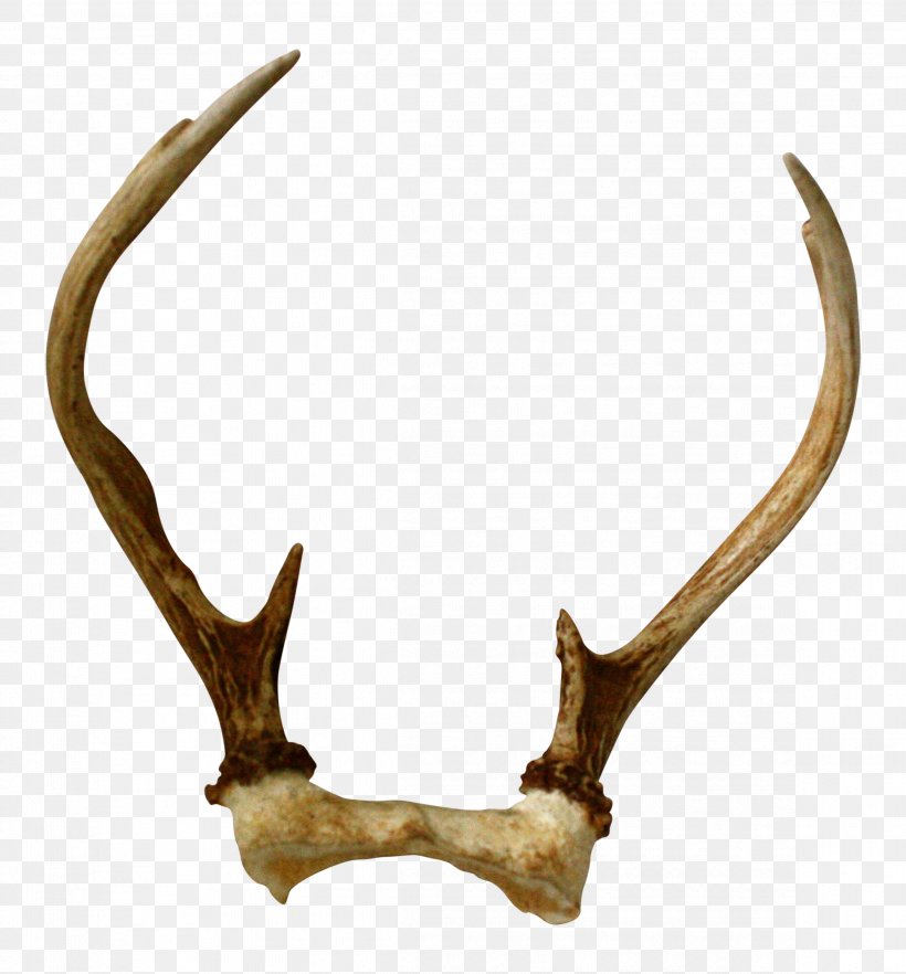 Antler Deer Horn Skull Interior Design Services, PNG, 2323x2500px, Antler, Animal Product, Cashiers, Deer, Event Management Download Free