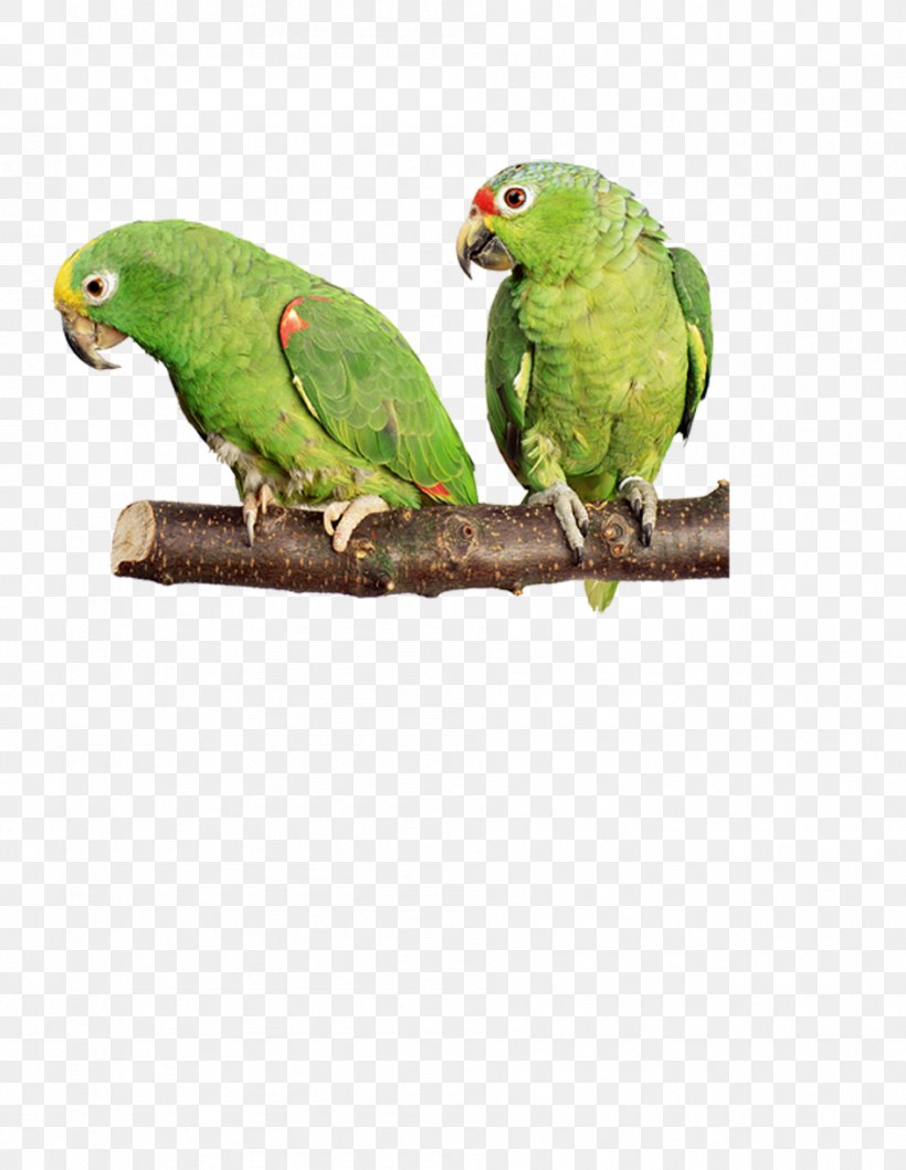 Bird Parrot Cockatiel Budgerigar Dog, PNG, 945x1221px, Bird, Beak, Bird Feeder, Birdcage, Budgerigar Download Free