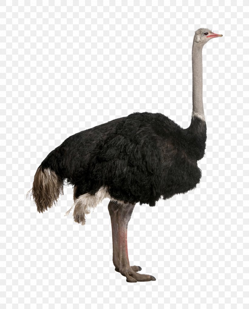 Common Ostrich Bird Stock Photography Clip Art, PNG, 1611x2000px, Common Ostrich, Beak, Bird, Emu, Fauna Download Free