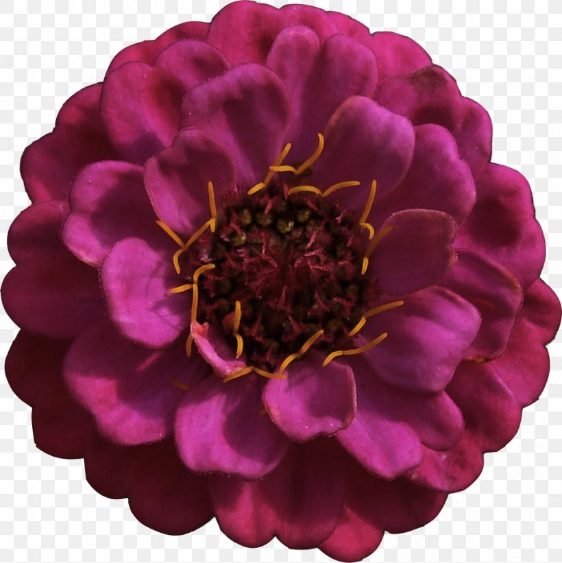 Download Google Images Icon, PNG, 960x962px, Scalable Vector Graphics, Abstraction, Dahlia, Flower, Flowering Plant Download Free