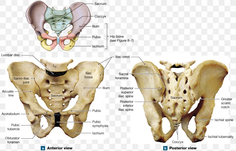 Pelvis Hip Bone Human Skeleton Shoulder Girdle, PNG, 1000x641px, Watercolor, Cartoon, Flower, Frame, Heart Download Free