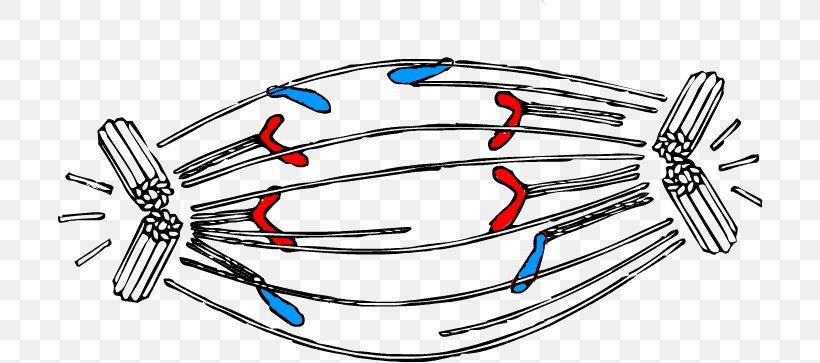 Anaphase Mitosis Cell Division Interphase, PNG, 706x363px, Anaphase, Auto Part, Body Jewelry, Cell, Cell Cycle Download Free