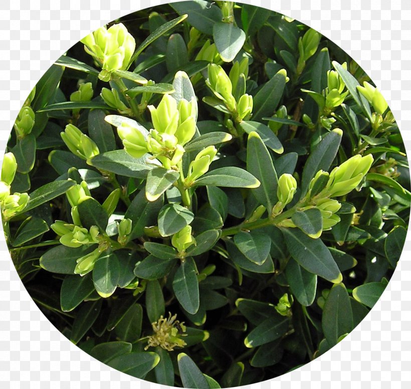 Evergreen Buxus Sempervirens Shrub Plant Buxus Microphylla, PNG, 1252x1186px, Evergreen, Binomial Nomenclature, Box, Buxus Microphylla, Buxus Sempervirens Download Free