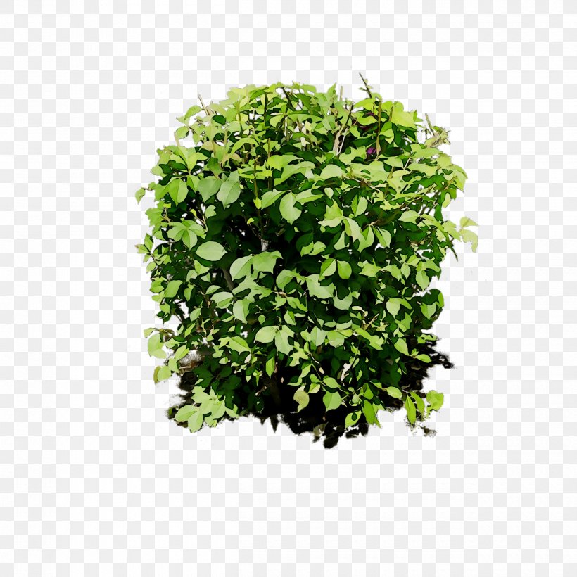 Leaf Greens Shrub Tree Herb, PNG, 2500x2500px, Leaf, Annual Plant, Flower, Flowering Plant, Grass Download Free