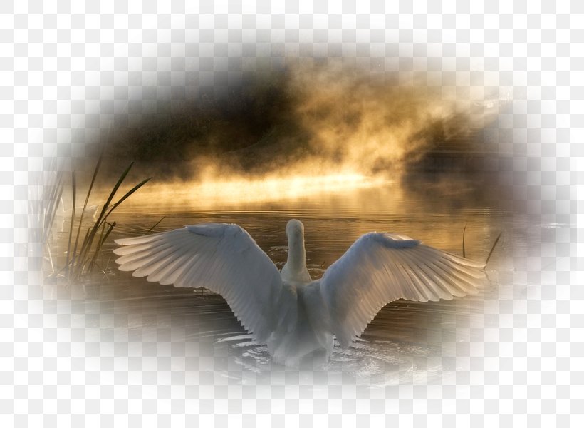 Mute Swan Bird Black Swan Goose Tundra Swan, PNG, 800x600px, Mute Swan, Angel, Animal, Art, Beak Download Free