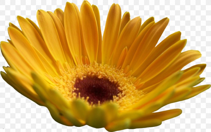 Transvaal Daisy Yellow Common Sunflower Common Daisy, PNG, 1024x641px, Transvaal Daisy, Calendula, Chrysanthemum, Chrysanths, Common Daisy Download Free