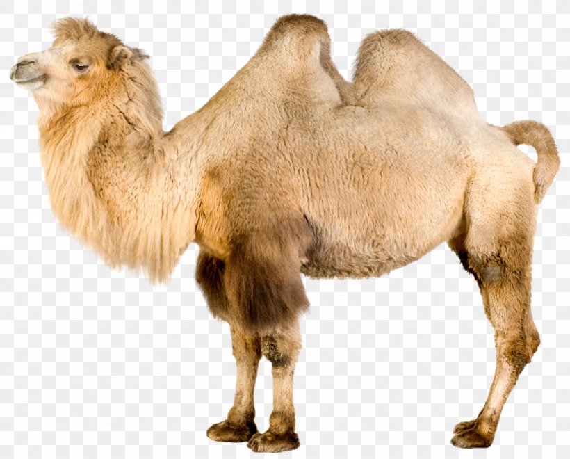 Bactrian Camel Dromedary Mongolia Even-toed Ungulates, PNG, 2357x1899px, Bactrian Camel, Arabian Camel, Bactria, Camel, Camel Like Mammal Download Free