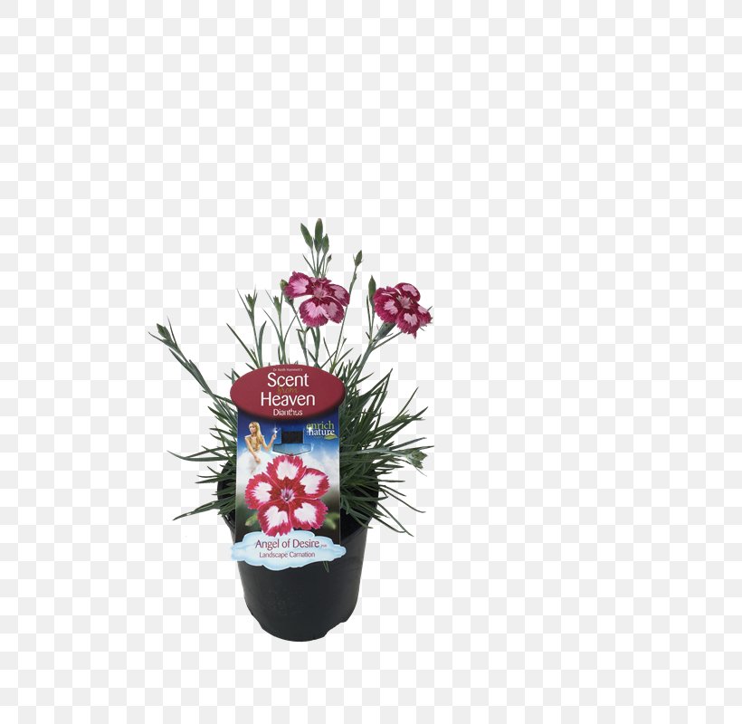 Flowering Plant Flowerpot, PNG, 800x800px, Flowering Plant, Christmas Ornament, Flower, Flowerpot, Plant Download Free