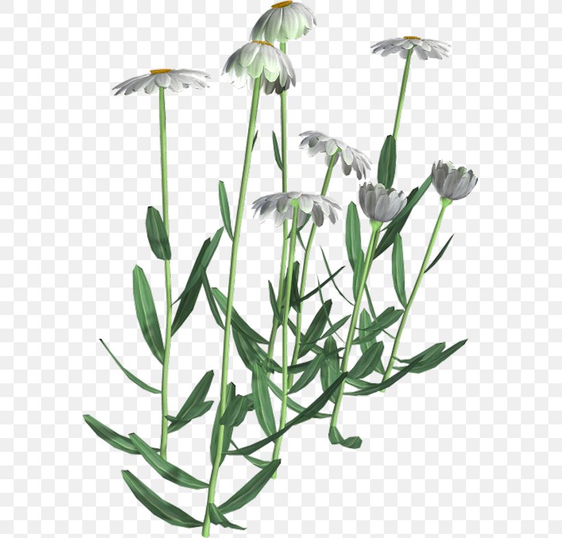 Flowering Plant Herbalism Plant Stem, PNG, 579x786px, Flower, Flora, Flowering Plant, Grass, Herb Download Free