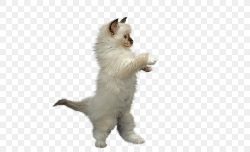 Kitten Ragdoll Animaatio Clip Art, PNG, 500x500px, Kitten, Animaatio, Birman, Carnivoran, Cat Download Free