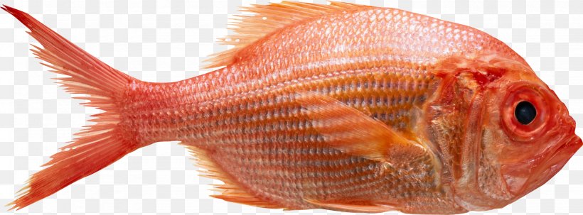 Northern Red Snapper Photography Getty Images Food, PNG, 2048x757px, Northern Red Snapper, Animal Source Foods, Fauna, Fish, Food Download Free