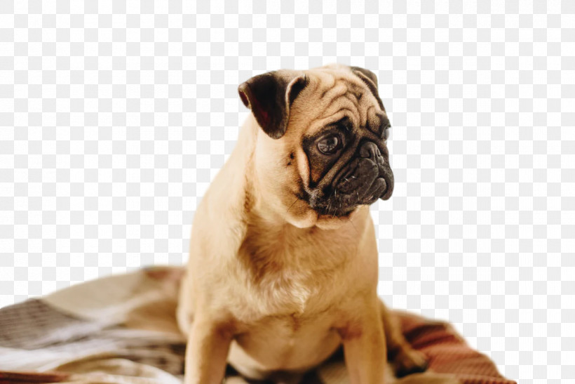 Pug Snout Puppy Companion Dog, PNG, 1200x801px, Pug, Breed, Companion Dog, Dog, Fawn Download Free