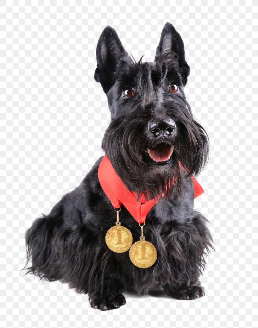 Scottish Terrier Beagle Puppy Stock Photography, PNG, 1006x1279px, Scottish Terrier, Beagle, Carnivoran, Cesky Terrier, Companion Dog Download Free