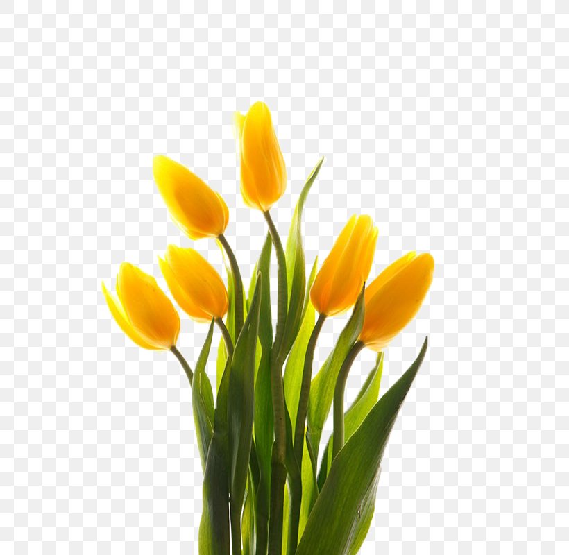 Tulip Yellow Floral Design, PNG, 800x800px, Tulip, Branch, Crocus, Cut Flowers, Designer Download Free