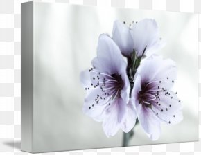Almond Flower - Afrikaans Afrikaners Is Plesierig Family Languages Of Africa April PNG