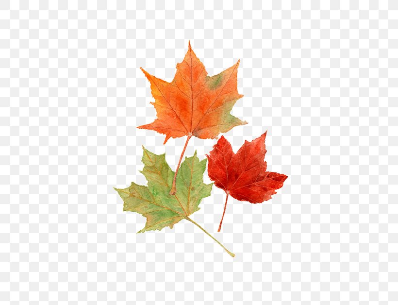 Autumn Leaves Maple Leaf Autumn Leaf Color Watercolor Painting, PNG, 570x628px, Autumn Leaves, Autumn, Autumn Leaf Color, Color, Green Download Free