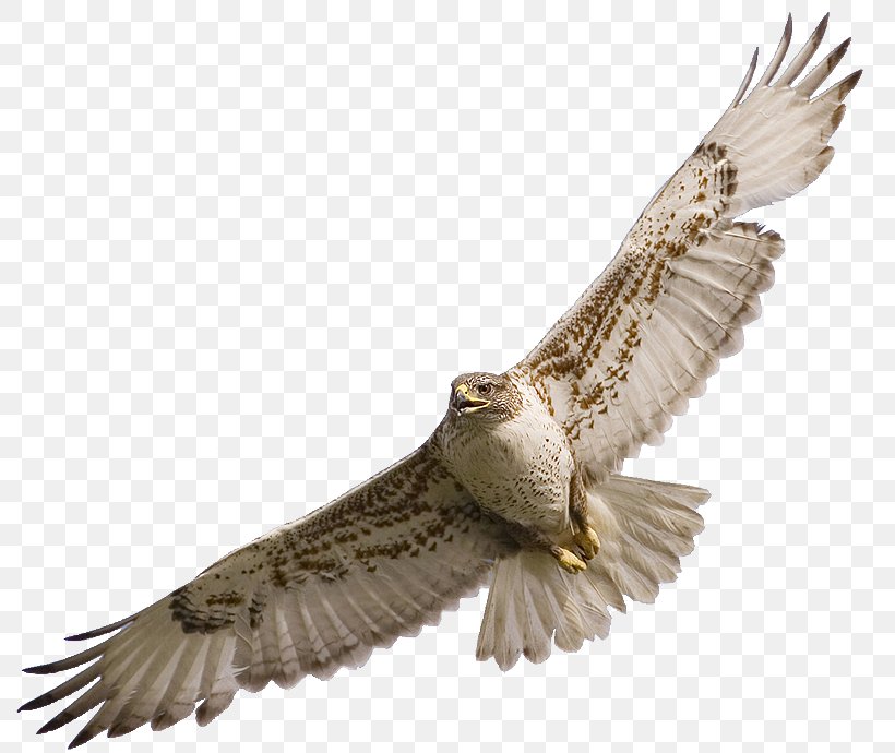 Bird Owl Red-tailed Hawk Clip Art, PNG, 800x690px, Bird, Accipitriformes, Bald Eagle, Beak, Bird Of Prey Download Free
